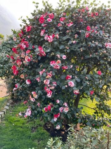 Appartamento Casa Cristina Gambarogno Esterno foto