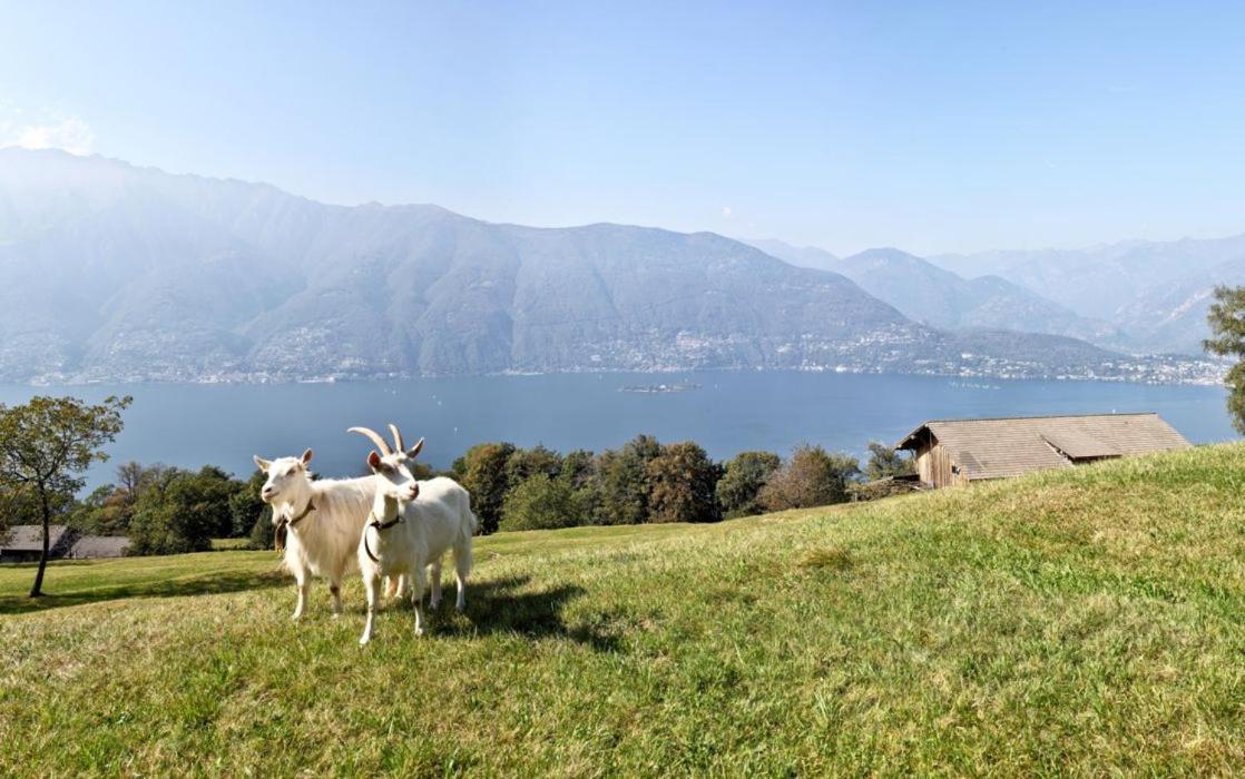 Appartamento Casa Cristina Gambarogno Esterno foto